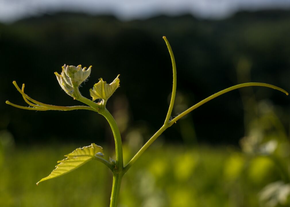 New wine regions are emerging